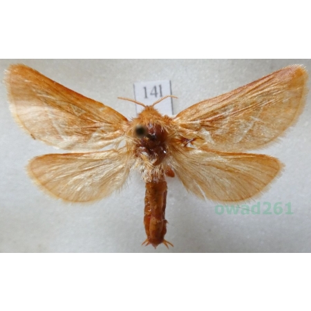 Triodia sylvina (Linnaeus, 1761) male Krótkowąs sylwina Czech14l